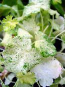Heuchera, Coral flower, Coral Bells, Alumroot  Leafy Ornamentals white, characteristics, photo