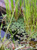 Azolla (Komar Paproci)  Wodne zielony, charakterystyka, zdjęcie