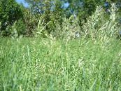 Scented holy grass, Sweetgrass, Seneca Grass, Vanilla Grass, Buffalo Grass, Zebrovka (Hierochloe) Cereals light green, characteristics, photo