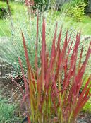 Cogon Grass, Satintail, Japanese Blood Grass (Imperata cylindrica) Cereals red, characteristics, photo