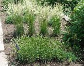 Garden Plants Glaucous Hair-Grass, Large Blue June Grass, Large Blue Hair Grass cereals, Koeleria photo, characteristics green