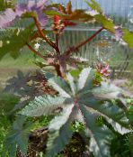 蓖麻，蓖麻油植物，摩尔豆，伊格拉地狱 (Ricinus) 绿叶观赏植物 酒红，枣红, 特点, 照片