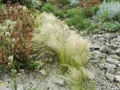 Feather Grass, Needle grass, Spear grass (Stipa pennata) Cereals silvery, characteristics, photo