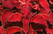 Coleus, Flame Nettle, Painted Nettle  Leafy Ornamentals red, characteristics, photo