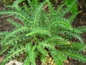 Asplenium (Spleenwort)  Paprocie zielony, charakterystyka, zdjęcie
