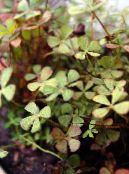 European Water Fern, Water Clover (Marsilea quadrifolia) Aquatic Plants light green, characteristics, photo