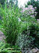 Eulalia, Maiden Grass, Zebra Grass, Chinese Silvergrass (Miscanthus sinensis) Cereals multicolor, characteristics, photo