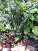 მძიმე ფარი გვიმრა, რბილი ფარი Fern (Polystichum) გვიმრები მუქი მწვანე, მახასიათებლები, ფოტო