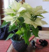 Poinsettia, Noche Buena, , Christmas flower (Euphorbia pulcherrima) Leafy Ornamentals white, characteristics, photo