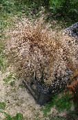 New Zealand Hair Sedge (Carex) Cereals brown, characteristics, photo