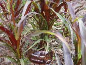 中国的喷泉草，白草 (Pennisetum) 谷物 酒红，枣红, 特点, 照片