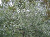 Pendulous willow-leaved pear, Weeping silver pear (Pyrus salicifolia) silvery, characteristics, photo
