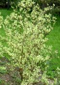 Red-barked dogwood, Common Dogwood (Cornus) multicolor, characteristics, photo
