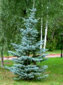 科罗拉多蓝云杉 (Picea pungens) 浅蓝, 特点, 照片