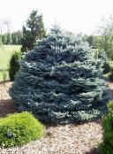 Colorado Blue Spruce (Picea pungens) silvery, characteristics, photo