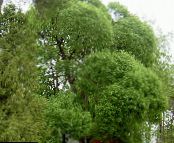 Willow (Salix) light green, characteristics, photo