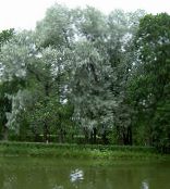 Willow (Salix) silvery, characteristics, photo