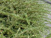Cotoneaster Horizontalis  zelena, značilnosti, fotografija