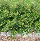 Hedge Cotoneaster, European Cotoneaster  zelena, značilnosti, fotografija
