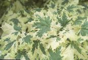 Arțar (Acer) multicolor, caracteristici, fotografie