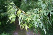 Maple (Acer) silvery, characteristics, photo