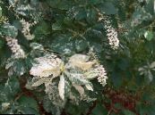 Summersweet, Paprika Bush (Clethra alnifolia) mitmevärviline, omadused, foto