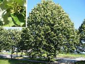 Common Lime, Linden Tree, Basswood, Lime Blossom, Silver Linden (Tilia) green, characteristics, photo