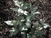 Sølv Buffaloberry (Elaeagnus argentea) sølvfarvede, egenskaber, foto