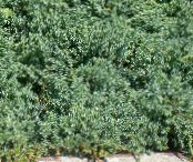 Juniper, Sabina (Juniperus) light blue, characteristics, photo