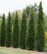 Можжевельник (Juniperus) темно-зеленый, характеристика, фото