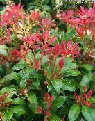 Lily of the valley bush, Andromeda (Pieris) red, characteristics, photo