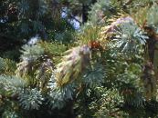 Douglas Gran, Oregon Pine, Rød Gran, Gul Gran, Falsk Gran (Pseudotsuga) sølvfarvede, egenskaber, foto