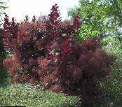Smoketree (Cotinus) burgundy, characteristics, photo
