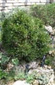 Сосна (Pinus) темно-зеленый, характеристика, фото