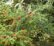 Žutikovina, Japanese Barberry (Berberis thunbergii) zelena, značilnosti, fotografija