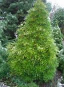Japanese Umbrella Pine (Sciadopitys) light green, characteristics, photo