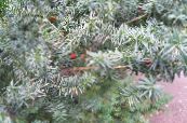 Engelsk Taks, Canadiske Taks, Jorden Skarntyde (Taxus) sølvfarvede, egenskaber, foto