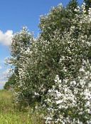 Cottonwood, Poppel (Populus) sølvfarvede, egenskaber, foto