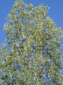 Cottonwood, Poplar (Populus) light green, characteristics, photo