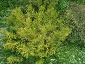 Hiba, Klaidinga Arborvitae, Japonų Elkhorn Kiparisas (Thujopsis) šviesiai žalia, charakteristikos, nuotrauka