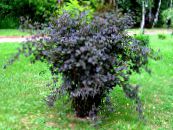 Oostelijk Ninebark (Physocarpus opulifolius) bordeaux, karakteristieken, foto
