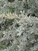 Hav Havemældespinat, Middelhavet Saltbush (Atriplex halimus) sølvfarvede, egenskaber, foto