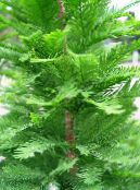 Bald Cypress (Taxodium distichum) light green, characteristics, photo