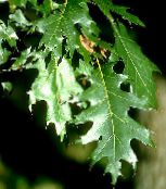 Oak (Quercus) dark green, characteristics, photo