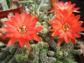 Indoor plants Thistle Globe, Torch Cactus, Echinopsis photo, characteristics red